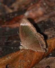 Mycalesis anaxias