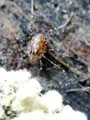 Rilaena triangularis