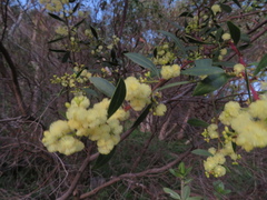 Acacia myrtifolia