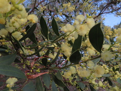 Acacia myrtifolia
