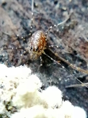 Rilaena triangularis