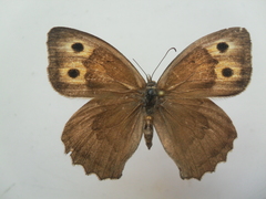Hyponephele lupinus