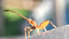 Harpactorini