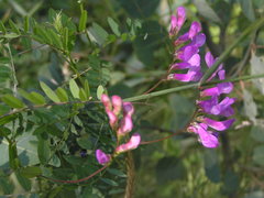Vicia americana