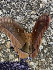 Antheraea polyphemus