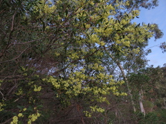Acacia myrtifolia