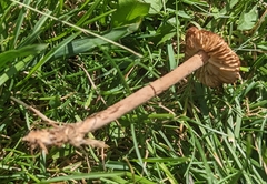Conocybe tenera