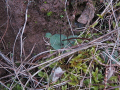 Cyrtostylis reniformis