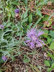 Centaurea jacea