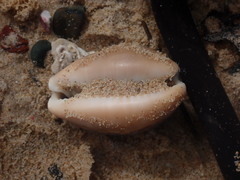 Lyncina vitellus