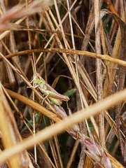 Pseudochorthippus parallelus