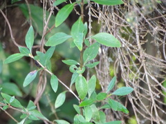 Coprosma ×cunninghamii