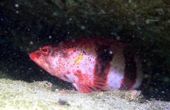 Hypoplectrodes nigroruber