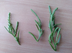 Corispermum pallasii