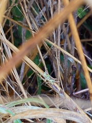 Pseudochorthippus parallelus