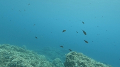 Chromis chromis
