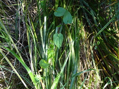 Convolvulaceae