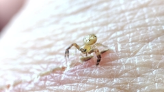Synema globosum