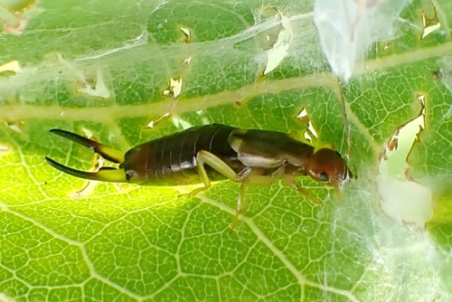Forficula vicaria photo 3