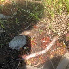 Drosera intermedia
