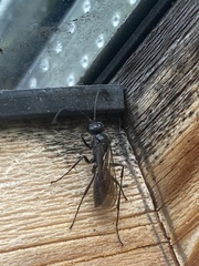 Auplopus carbonarius