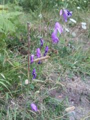 Campanula rapunculoides