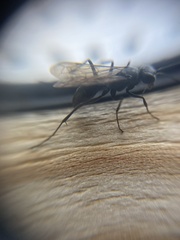 Auplopus carbonarius
