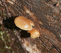 Mycena tuvara