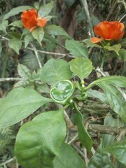 Leuenbergeria bleo
