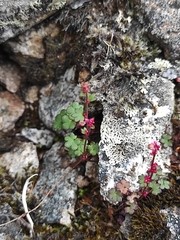 Saxifraga cernua