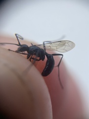 Auplopus carbonarius