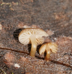 Mycena tuvara