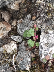 Saxifraga cernua