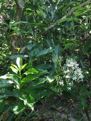 Pavetta hongkongensis