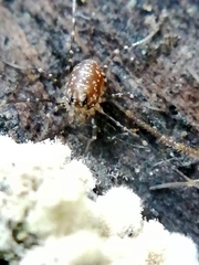 Rilaena triangularis