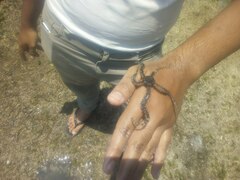 Ophiotrichidae