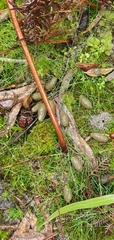 Phascolarctos cinereus