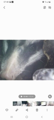 Didelphis albiventris