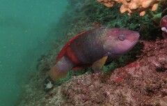 Notolabrus gymnogenis