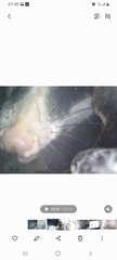 Didelphis albiventris