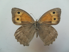 Hyponephele lupinus