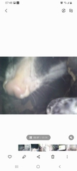 Didelphis albiventris