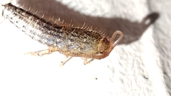 Ctenolepisma lineatum