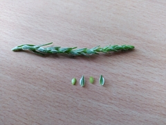 Corispermum pallasii