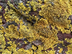 Xanthoria parietina