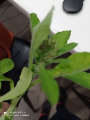 Gamochaeta calviceps