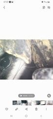 Didelphis albiventris