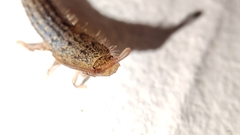 Ctenolepisma lineatum