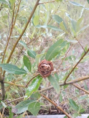 Rabdophaga rosaria