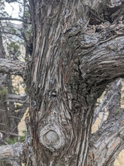 Juniperus scopulorum